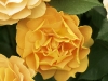 rose-gelb2-pfad
